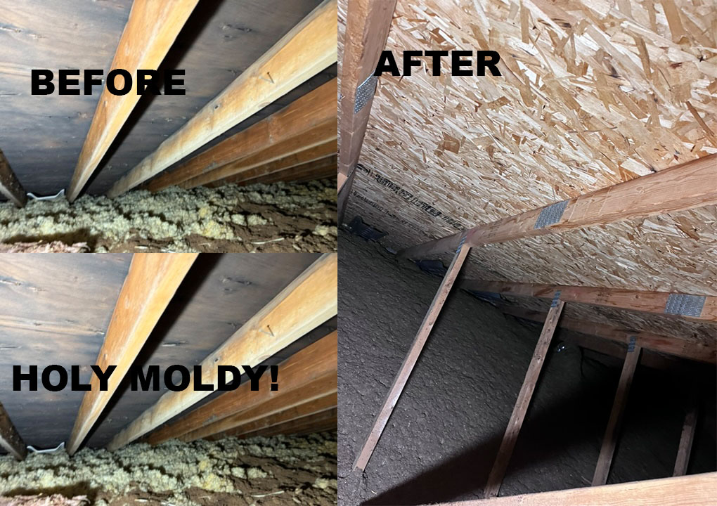 Before and After Mold Remediation